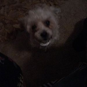 Meet your Posher, Shavonda